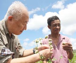 Japanese expert, Filipino farmer check buckwheat flowers