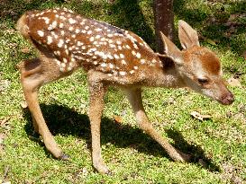 First fawn of year born in western Japan park