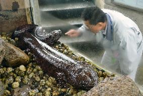Giant salamanders show up during water tank cleaning