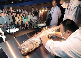 Deep-water oarfish dissected at Kyoto Aquarium