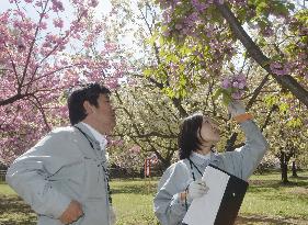 Cherry-blossom managing team in Hirosaki