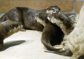 Otter pups
