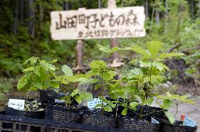 Tree seedlings grown from acorns in Iwate Pref.