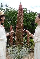 'Tower of jewels' attracts people at Osaka flower garden