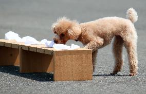 Toy poodle in sniffing training for police dogs