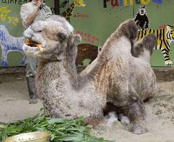 World's oldest Bactrian camel dies in Yokohama