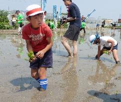 Children plant 'miracle' rice seedlings