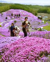 Moss phloxes blossoming at Hokkaido park