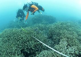 Checking condition of coral off Henoko