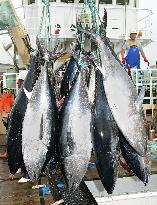 Bluefin tuna landed in western Japan for year's 1st haul