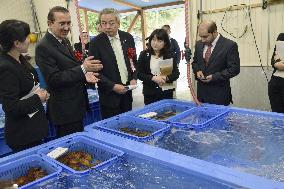 Qatar-aided fish storage facility in Kesennuma