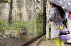 Visitors to Japanese zoo look at tiger before transfer