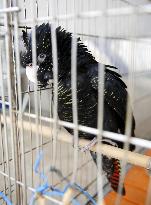 Captured red-tailed black cockatoo kept at police station