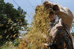 INDONESIA-CENTRAL JAVA-PADDY-HARVEST