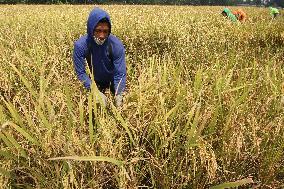 INDONESIA-CENTRAL JAVA-PADDY-HARVEST