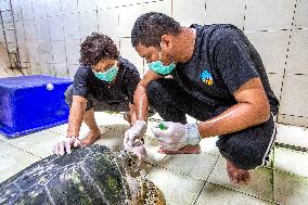 THAILAND-RAYONG-SEA TURTLE CONSERVATION-RESEARCHER