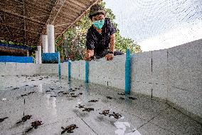 THAILAND-RAYONG-SEA TURTLE CONSERVATION-RESEARCHER