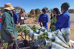 NAMIBIA-WINDHOEK-AGRICULTURAL PROJECT-HOMELESS PEOPLE