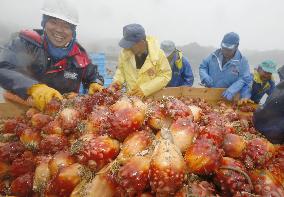 Ascidian harvesting resumes fully in Minamisanriku