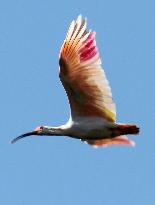 Crested ibis flying over Sado Island