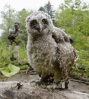 Blakiston's fish owl