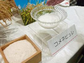Rice puree on mass production line