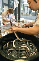 Japanese eel included in IUCN threatened species list