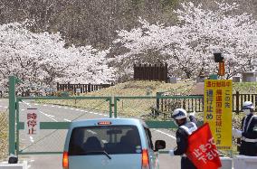 Cherry blossoms in Iitate, Fukushima Pref.