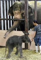 Elephant Zuze gives birth to male calf