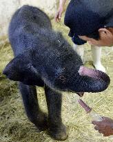 Newborn elephant bottle-fed at zoo in eastern Japan