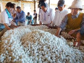 People check cocoons at Tomioka Silk Mill