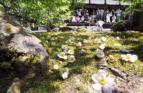 Event in Kyoto to appreciate short-lived flowers