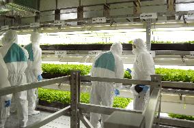 Vegetables harvested at artificially lit factory