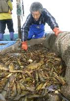 Fisherman sorts Hokkai shrimp in Bekkai