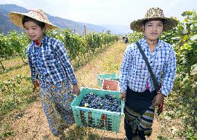 Vineyeard workers carry grapes in Myanmar