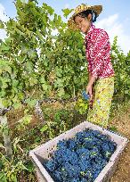 Worker harvests grapes at a vineyard in Myanmar