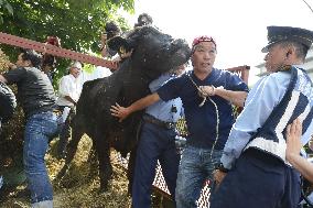 Fukushima cattle farmer brings cow for protest at farm ministry