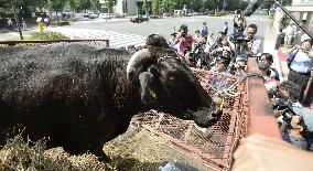 Fukushima cattle farmer brings cow for protest at farm ministry
