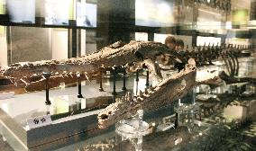 Fossil of Machikane croc displayed in Osaka Pref.