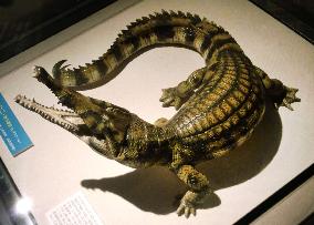 Osaka Univ. museum displays model of Machikane croc