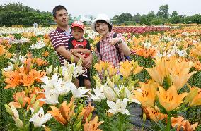 Lily festival in Tottori Pref.