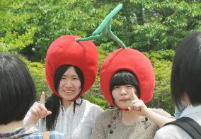 Cherry head gear popular in Yamagata