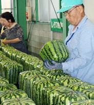 Ornamental square watermelon shipments begin in Kagawa