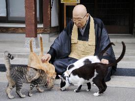 Temple master in Fukui Pref. plays with ex-stray cats