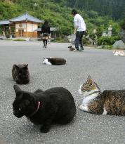 'Cat temple' in Fukui Pref.