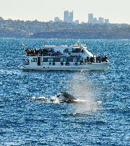 Whale watching off Sydney