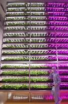 Biggest plant factory with LED lighting built in quake-hit city