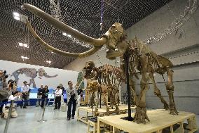 Replica Naumann elephant skeletons assembled for exhibition