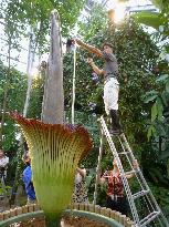 Researcher measures size of giant titan arum flower