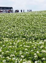 White potato flowers cover hilly field in Biei